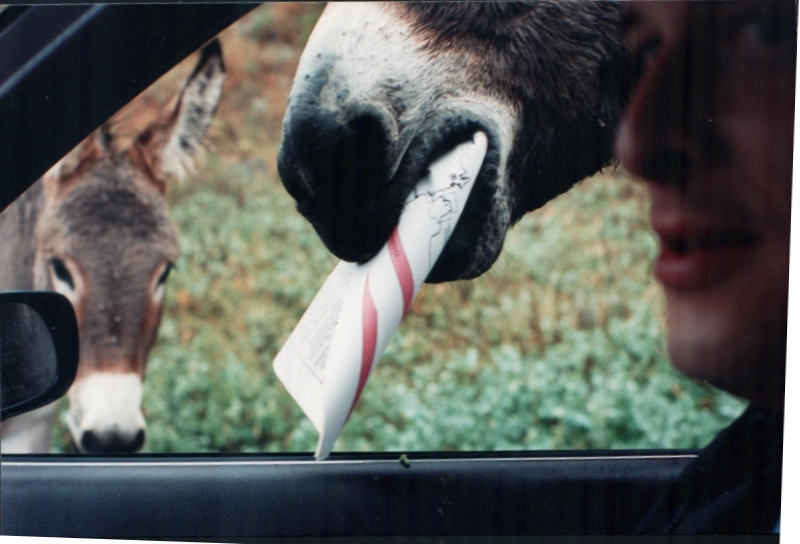 donkey2800.jpg
