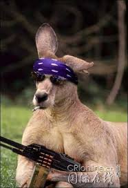KangarooArmed.jpg
