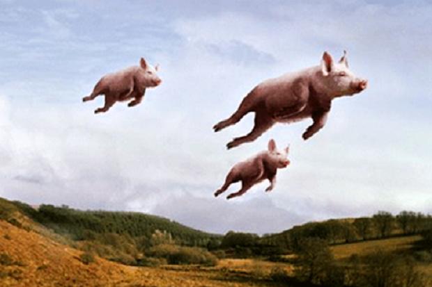 flyingpigs_764478c.jpg