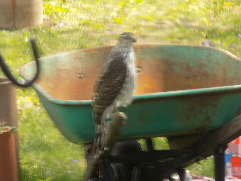Coopersha..yard800.jpg