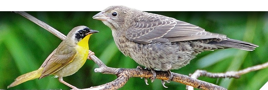 cowbird.jpg