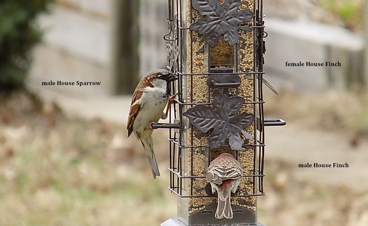 sparrowm..nchcrop.jpg