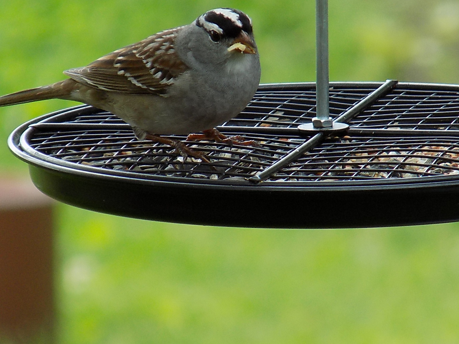 malewhite..sparrow.jpg