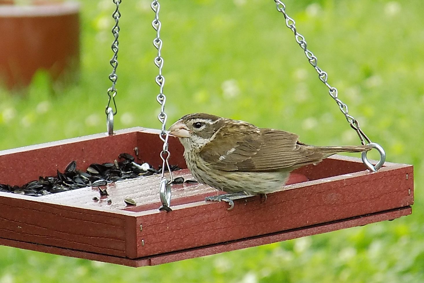 mysterysparrowcrop.jpg