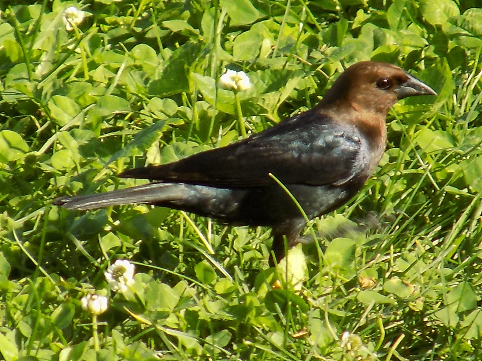 malecowbird.jpg