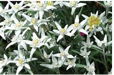 flowers.jpg