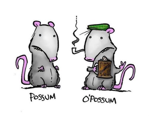 possum.jpg