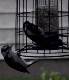 downyjuv..crop250.gif