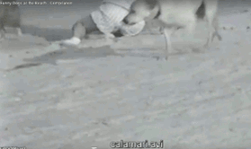 calamarir..ze279a.gif