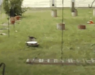 hawkforumfinal.gif