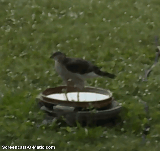 hawk2frame42.gif