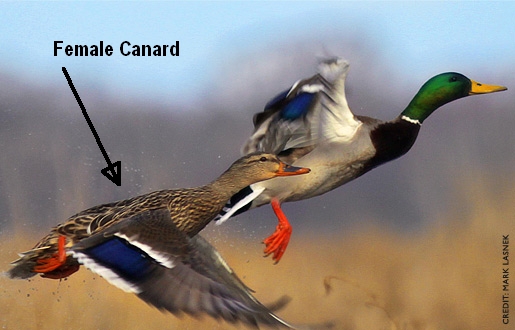 mallard2.jpg