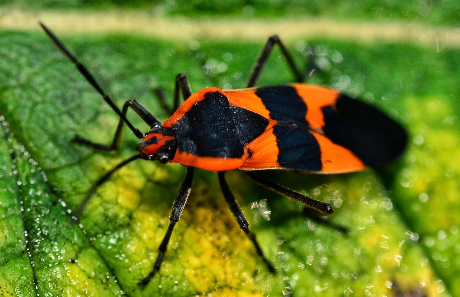 milkweed b..1003 LRW.jpg