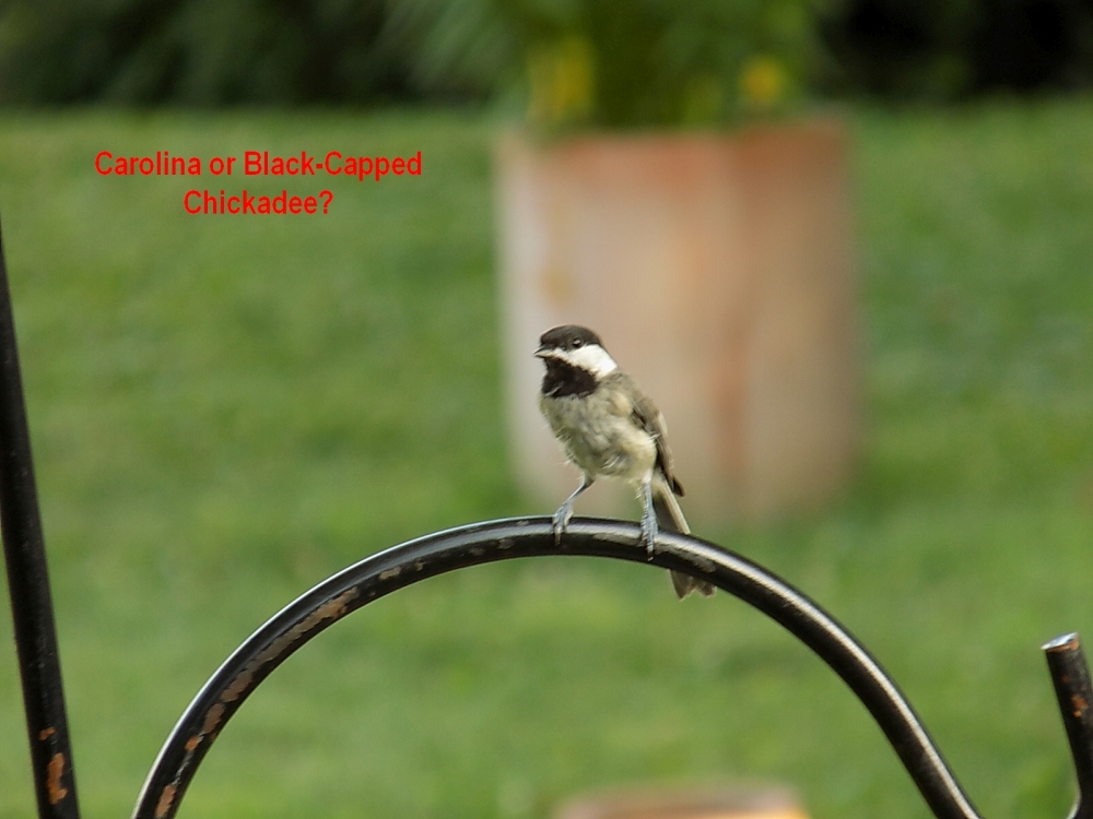 chickadee1000.jpg