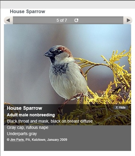 sparrow.jpg