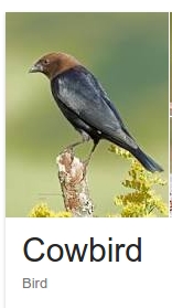 cowbird.jpg