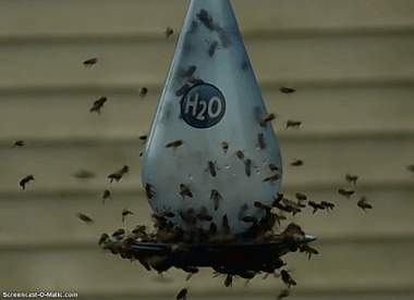 sugarsugara380.gif