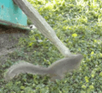 squirrelf..crop147.gif
