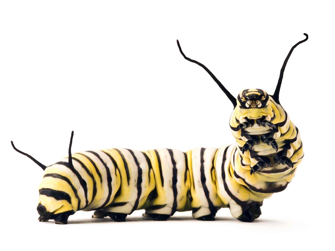 monarch.jpg