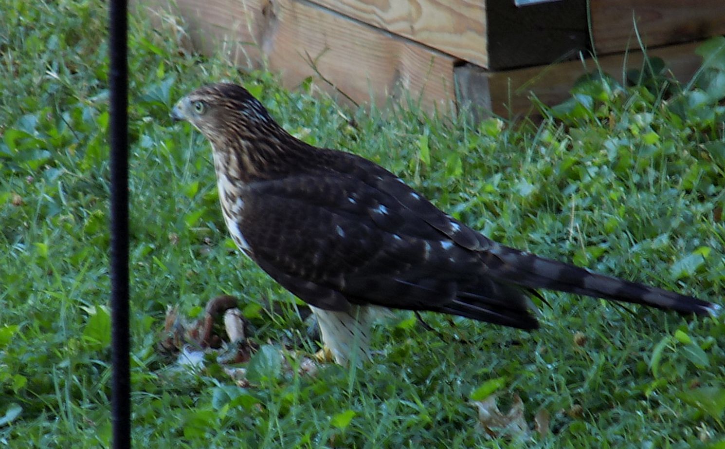 coopershawkfeeding.jpg