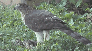 carcassa300crop.gif