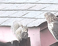 squirtone..abcd200.gif