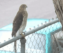 crazysqscropa220.gif