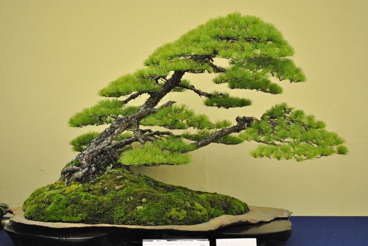 slantingi..rbonsai.jpg