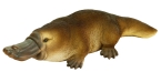 platypus017.jpg