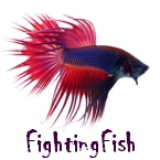 fightingfish.jpg