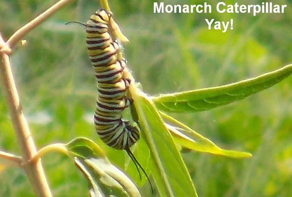 monarchca..larcrop.jpg