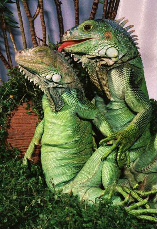 iguanadon.jpg