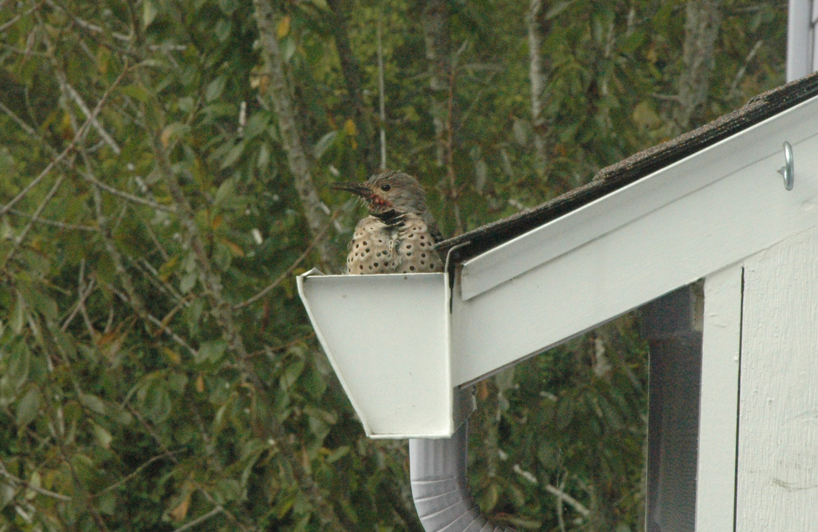 Bird1.jpg