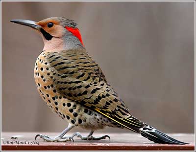 northernflicker.jpg