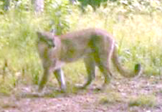 cougar2.jpg