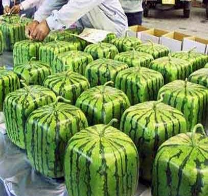 ermelon.jpg