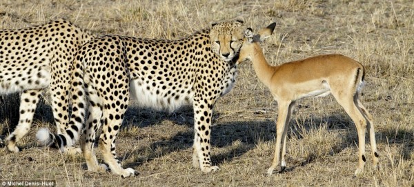 unbelianimals3.jpg