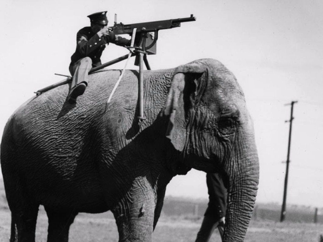 warelephants.jpg