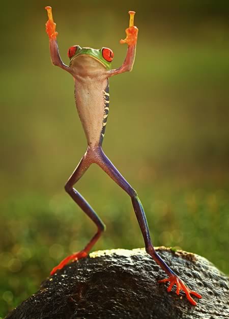 ed_8frog.jpg