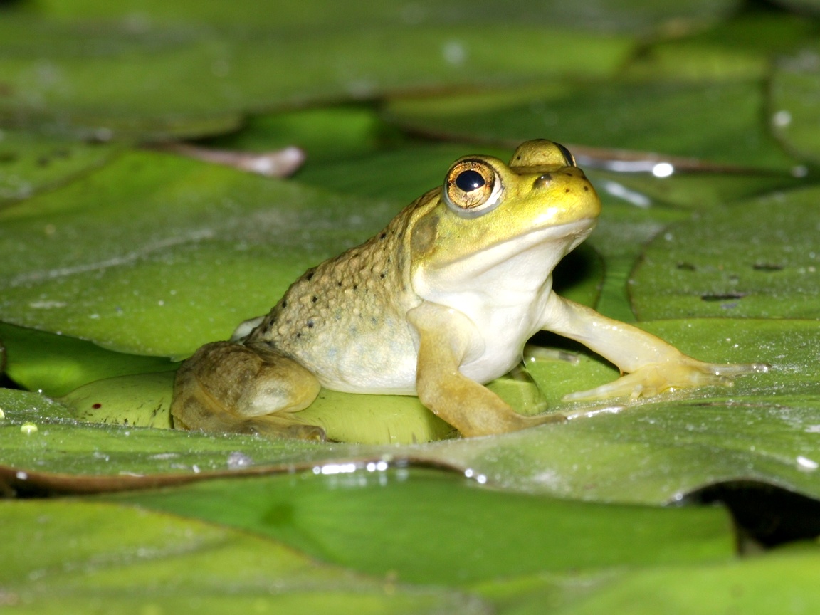 pond.jpg