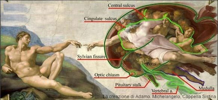brain.jpg