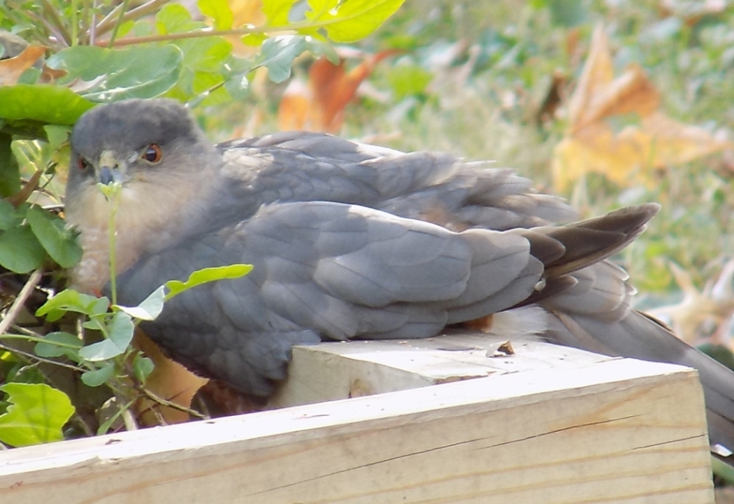 hawksitting1050.jpg