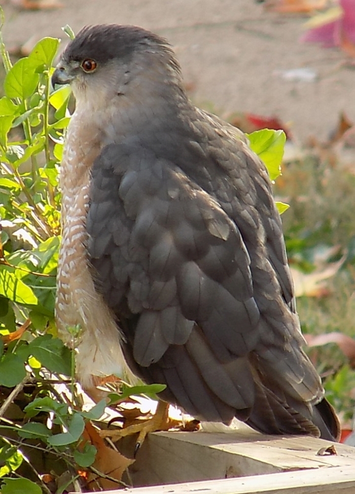 standingC..crop700.jpg