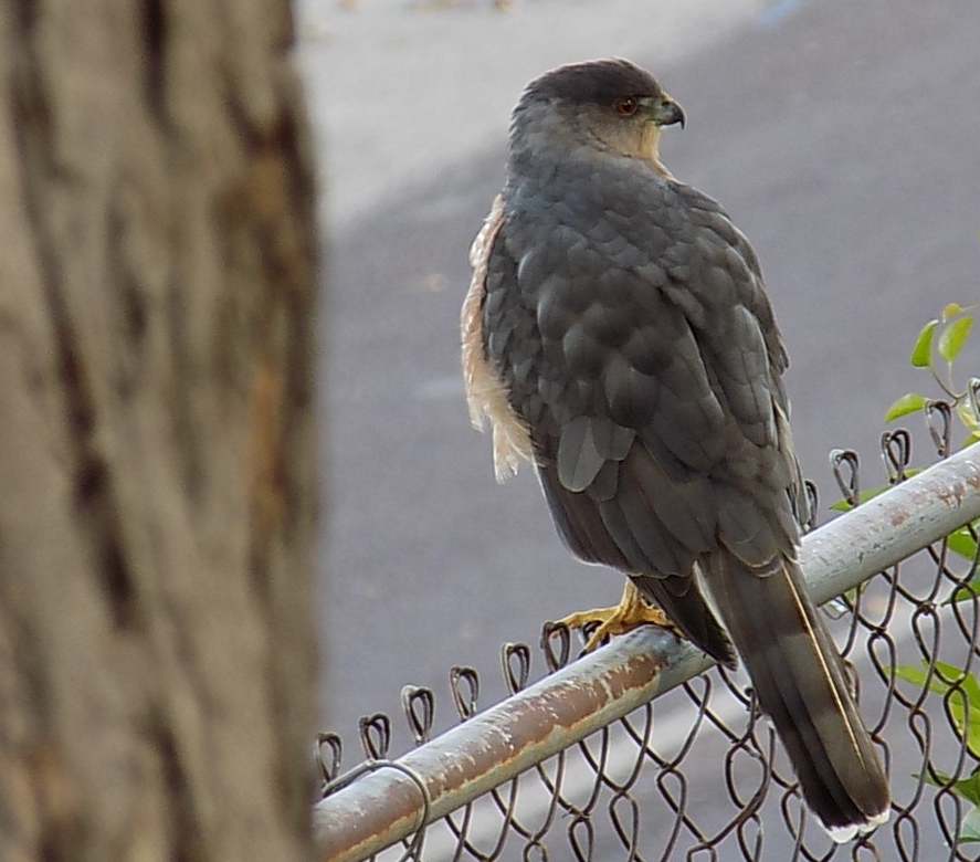 hawkchain..k1crop.jpg