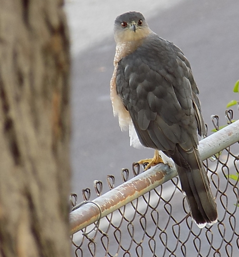 hawkchain..rstcrop.jpg