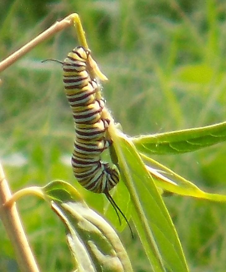 monarch.jpg