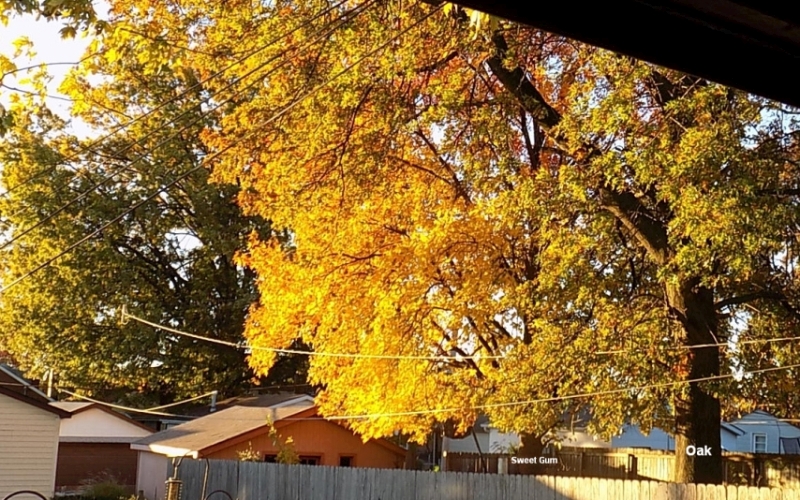 fallcolors800.jpg