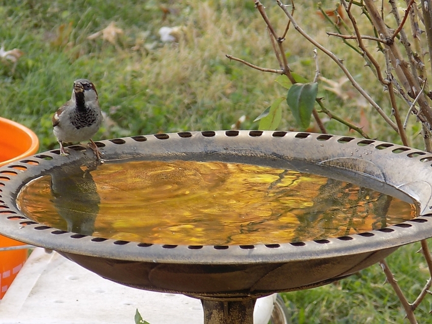 hsparrowm850.jpg