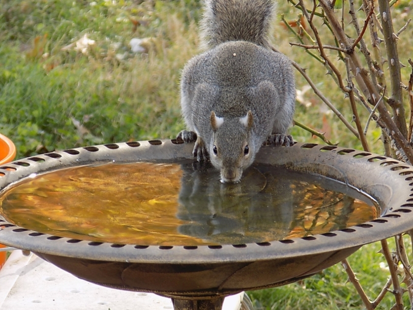 squirrell840.jpg