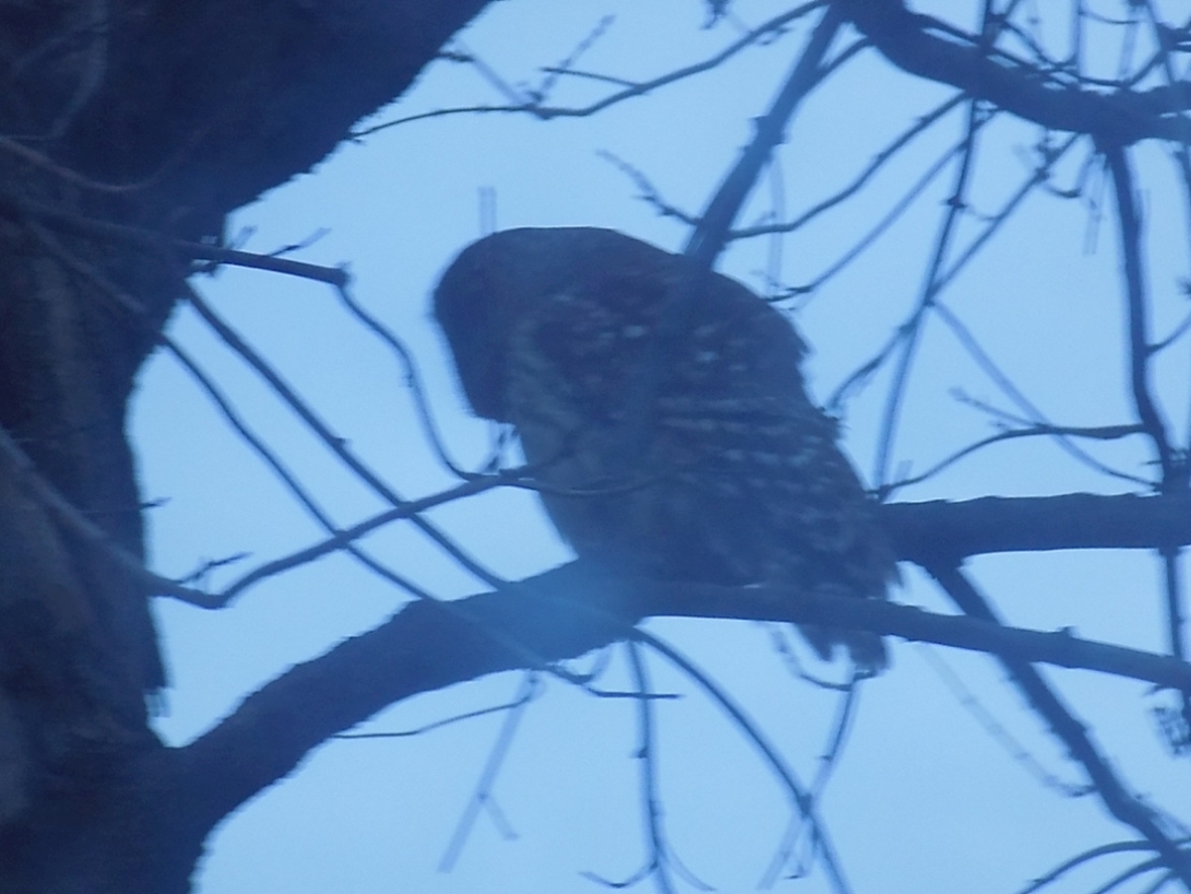 barredowl..etree2.jpg